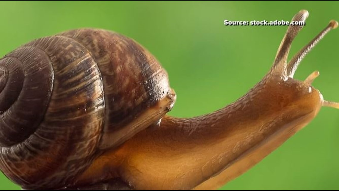 Useless trivia animal ediution | wfmynews2.com - Vimarsana News