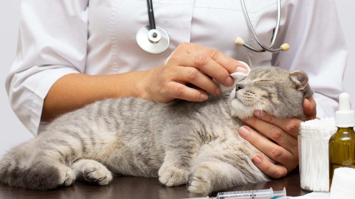 What to do when you pet need emergency care & how to pay for it.