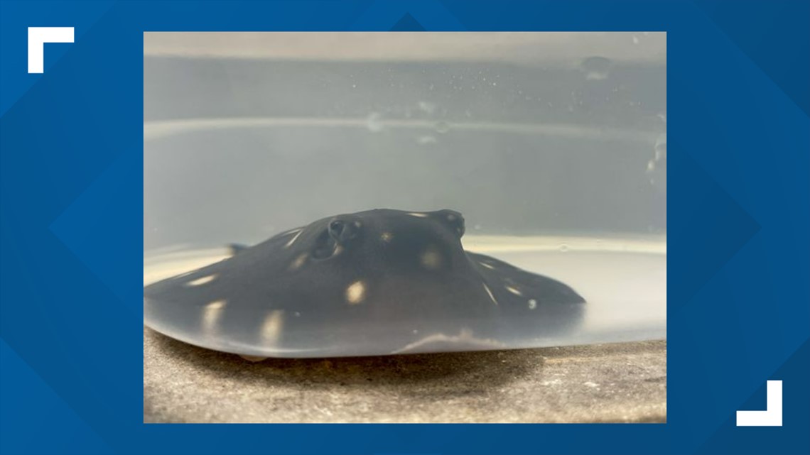 Go see Kiki the stingray at the Greensboro Science Center - Vimarsana News