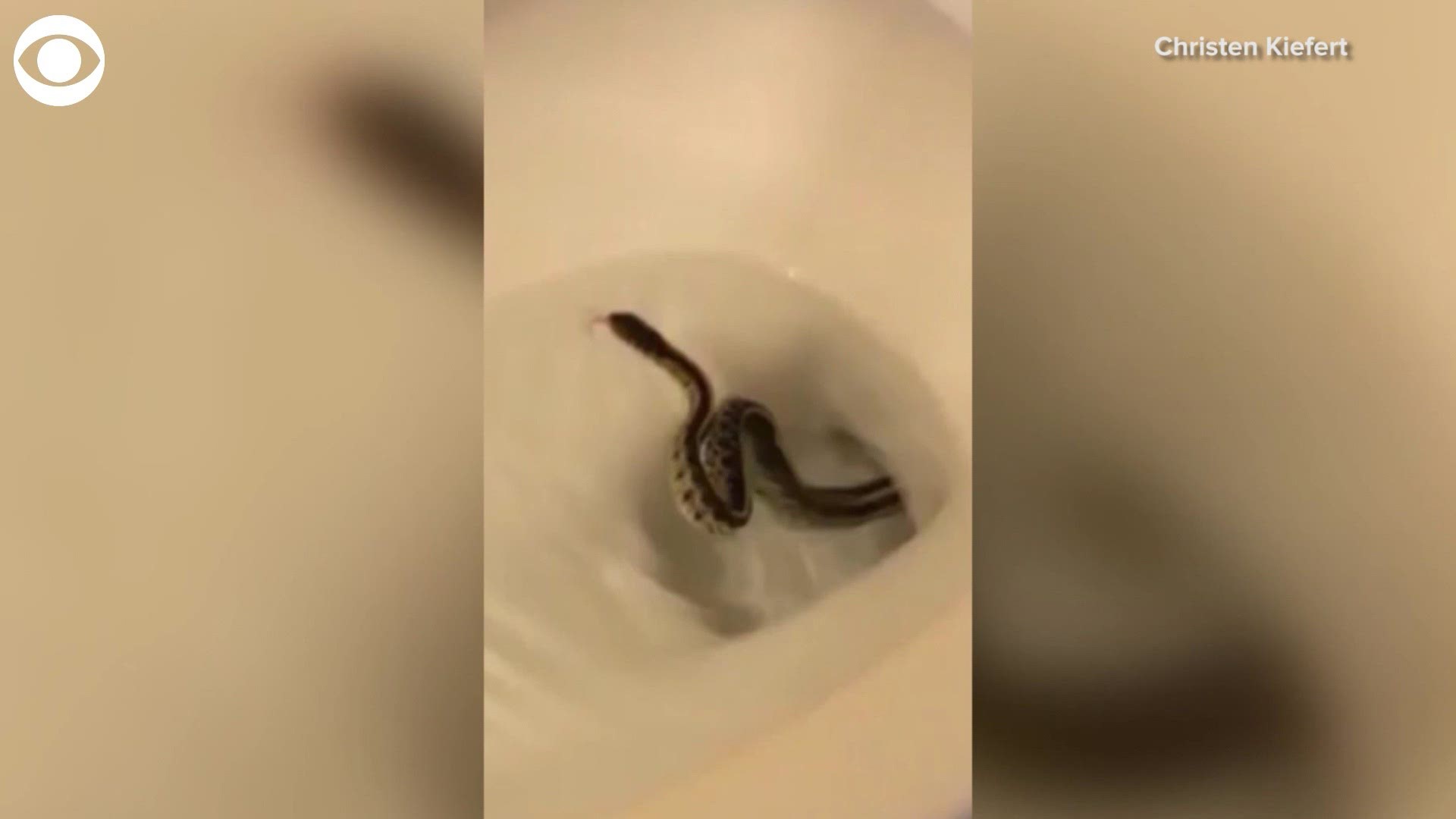 YIKES! What would you do if you saw this snake peeking out of your toilet? That's what happened to Christen Kiefert in Chattanooga, TN!