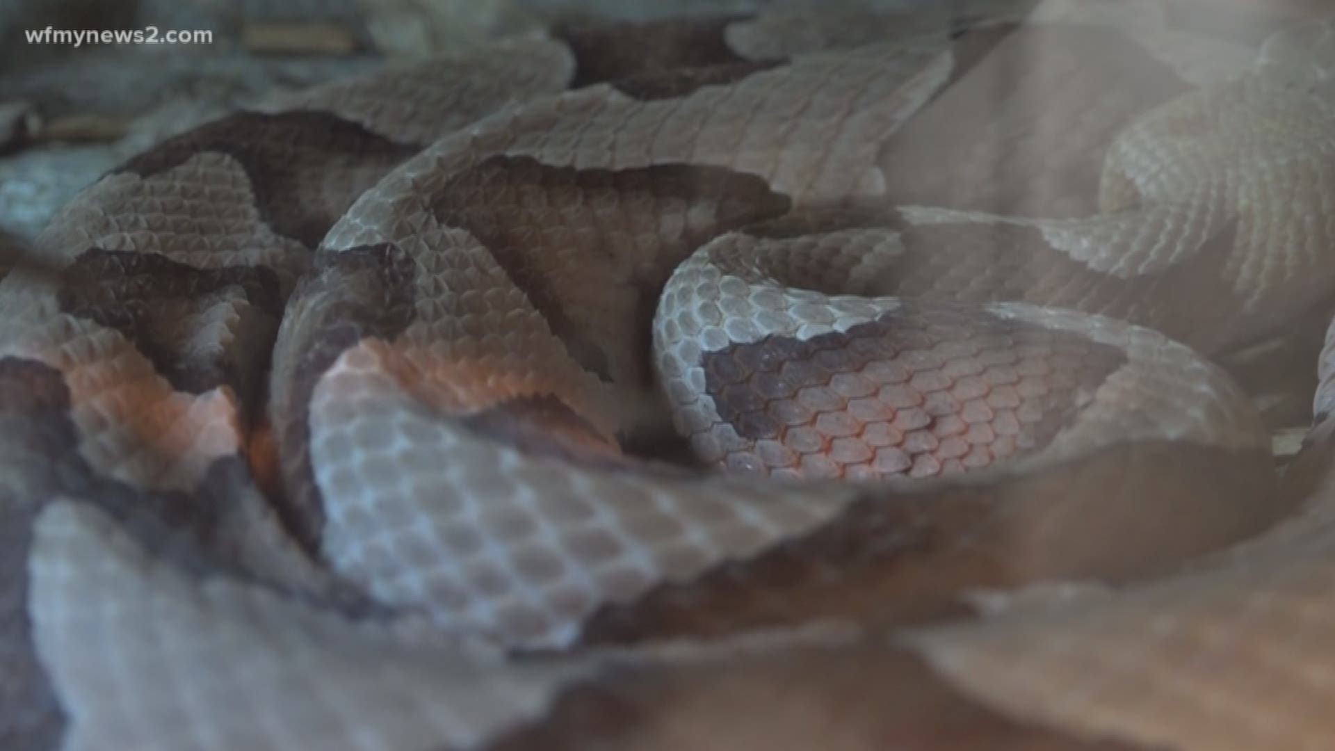 Watch Out For Baby Copperhead Snakes Wfmynews2 Com