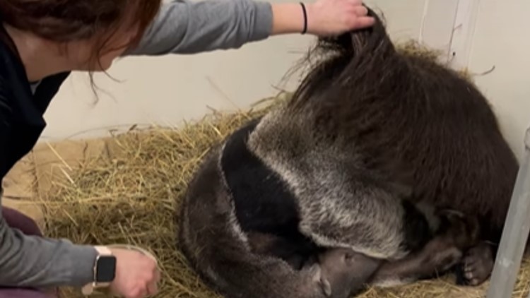 Sleepy anteater at Greensboro Science Center refuses to wake up