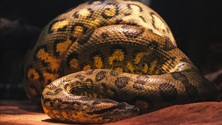 Greensboro Science Center says goodbye to beloved anaconda 'Babs'