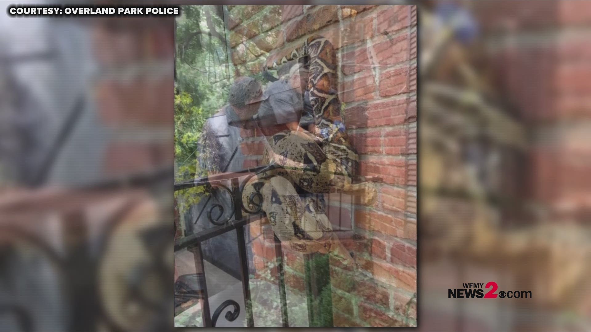 Yikes! A postal worker had to call animal control after finding a python on someone's mailbox!