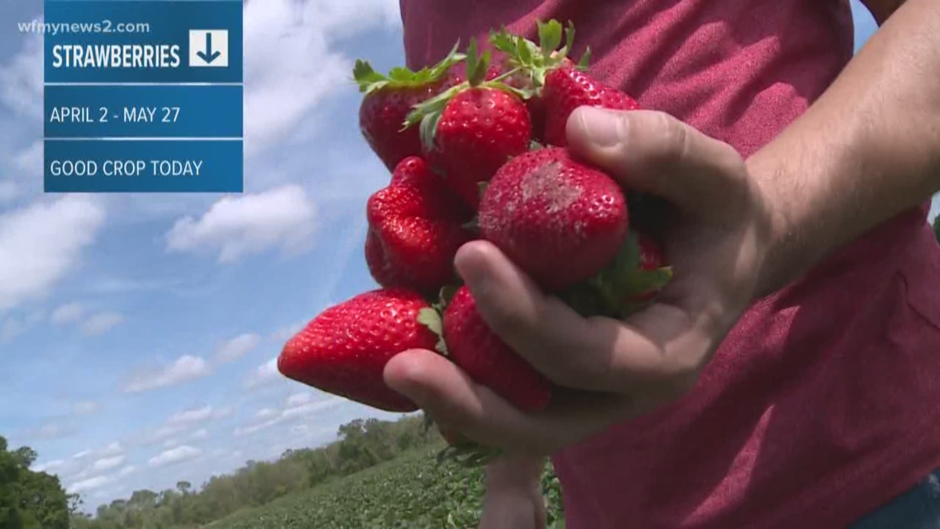 Wet and very warm temperatures are affecting this year’s strawberry crop, and it’s affecting the pick-your-own opportunities for families.