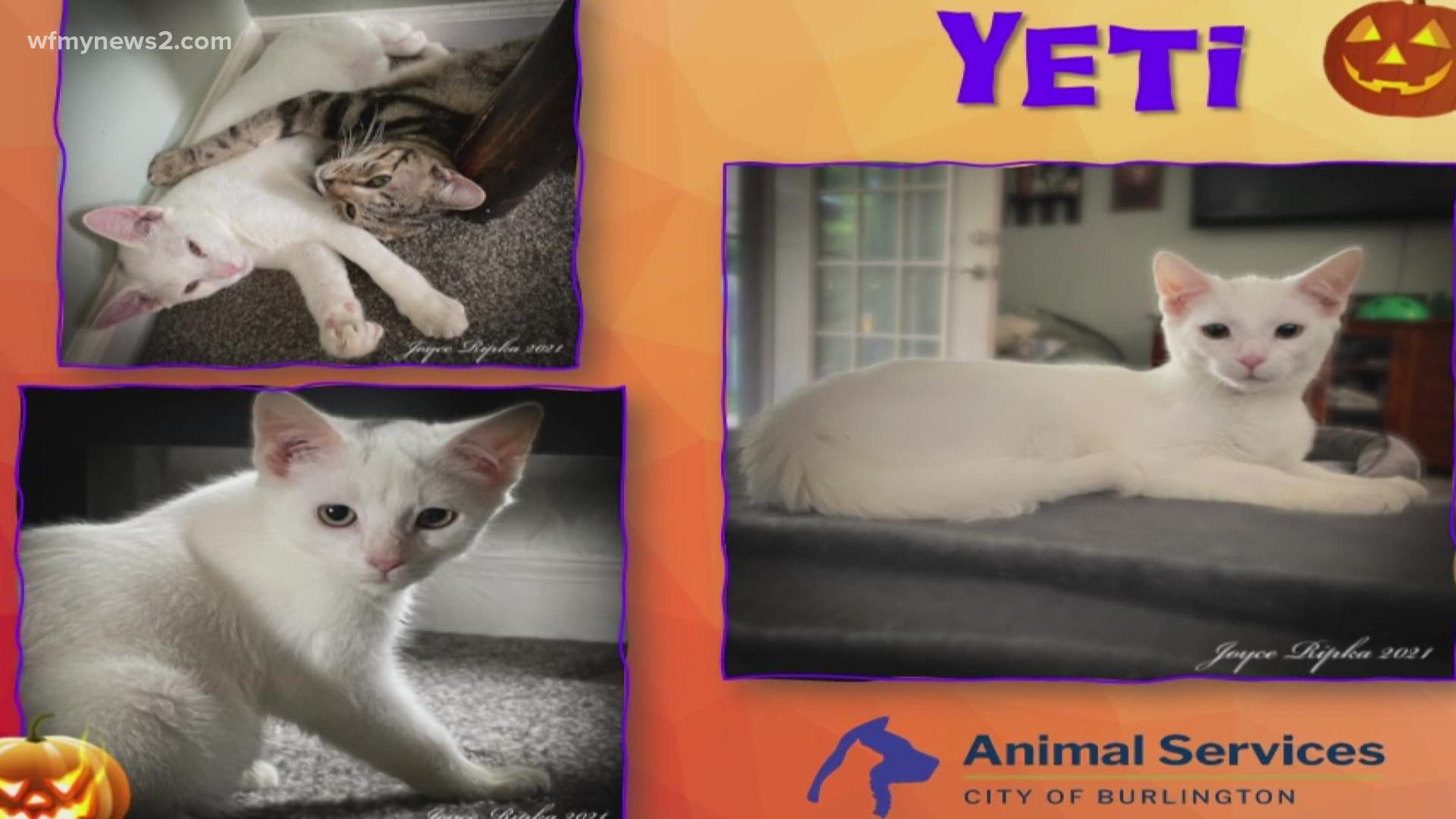 Let's get Yeti adopted!