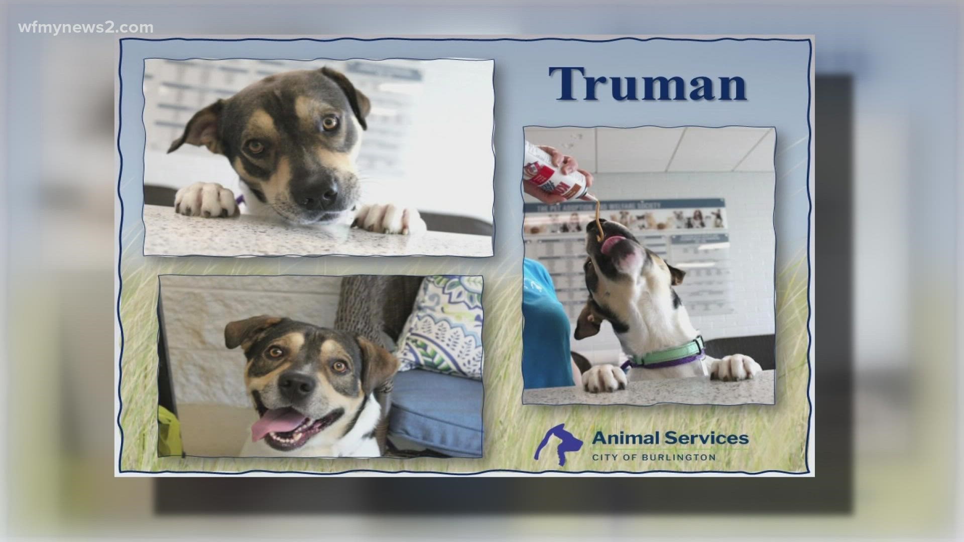 Let's get Truman adopted!