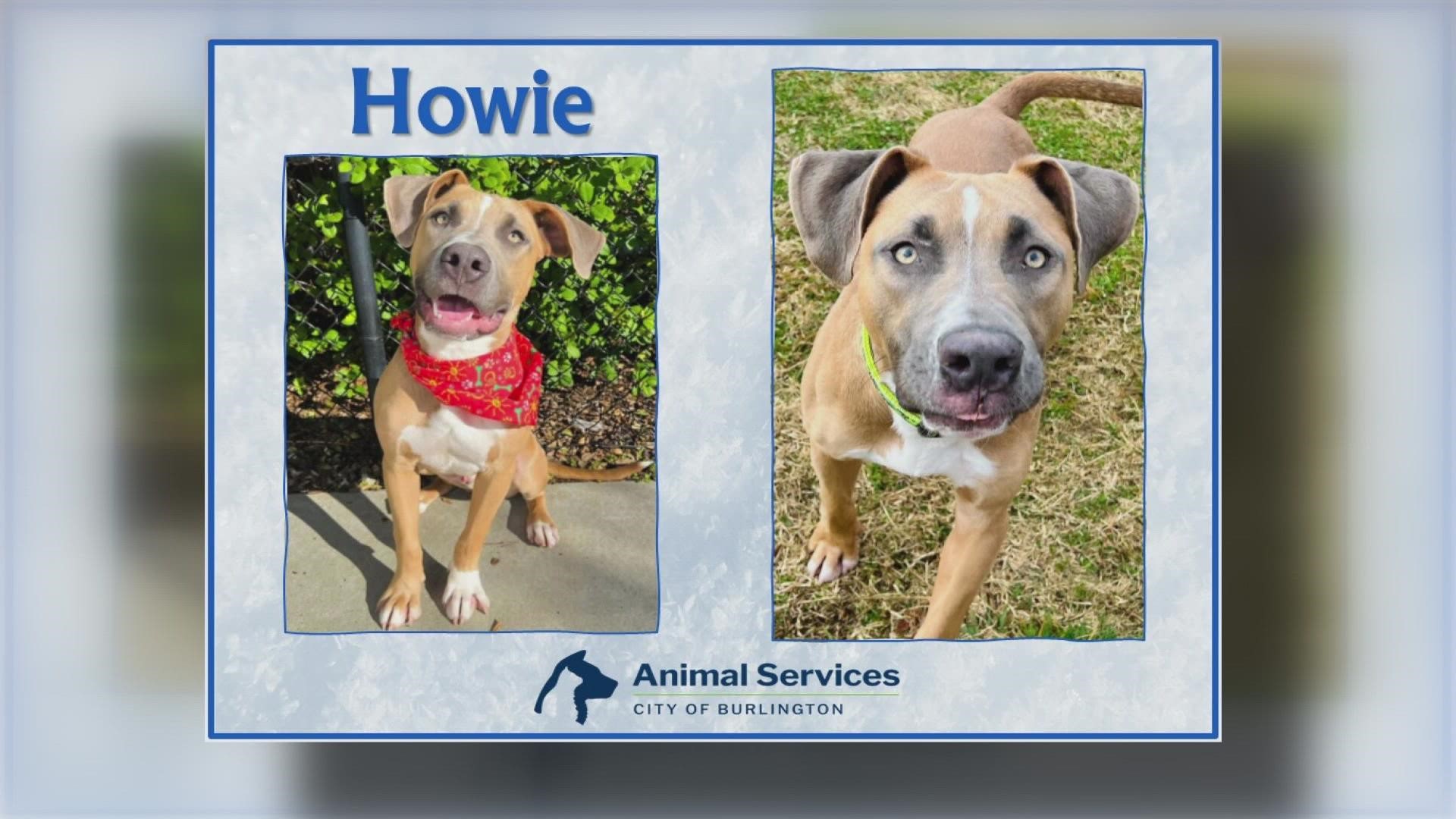 Let’s get Howie adopted!