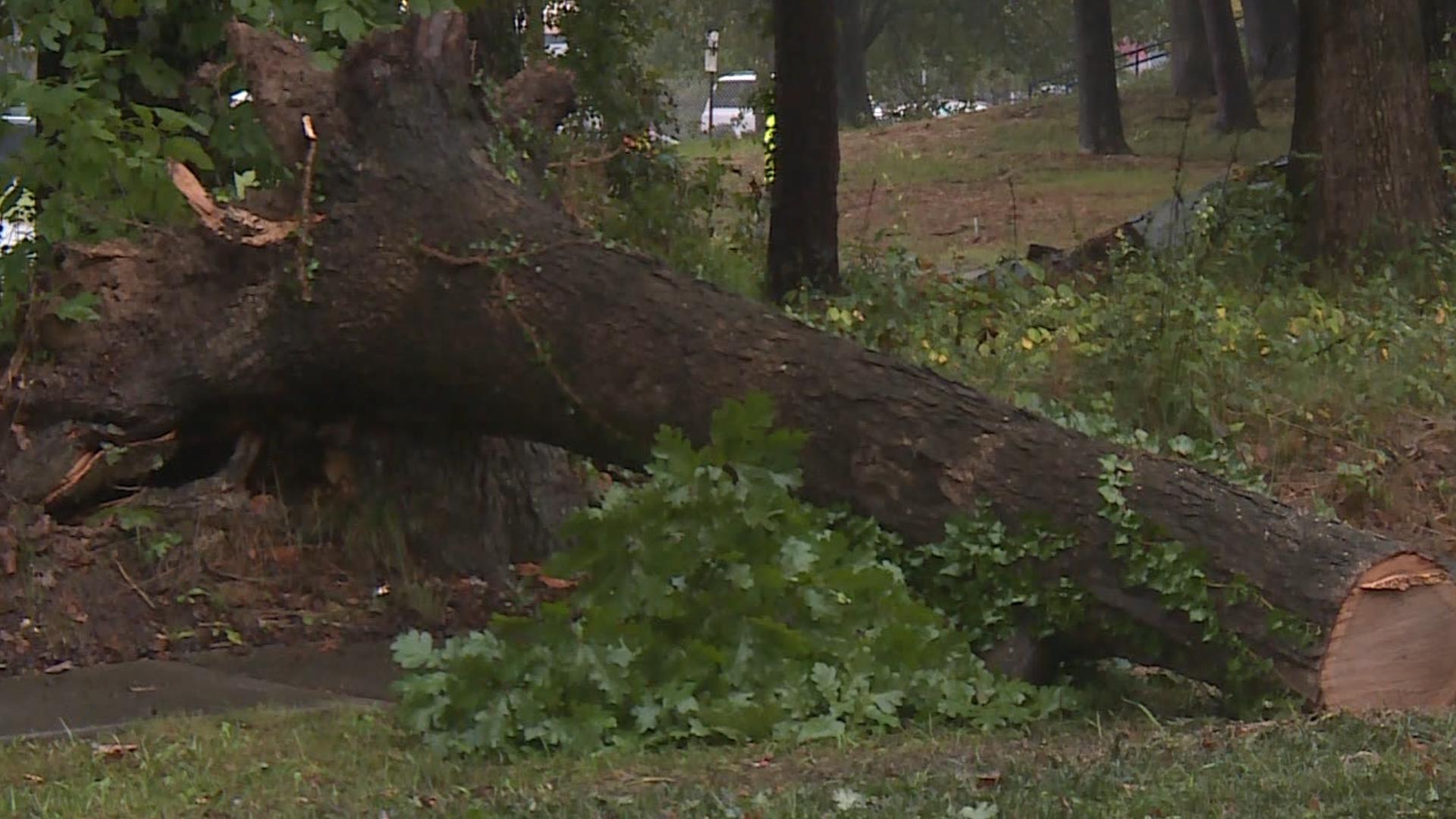 A tree fell on Josephine Boyd Street.