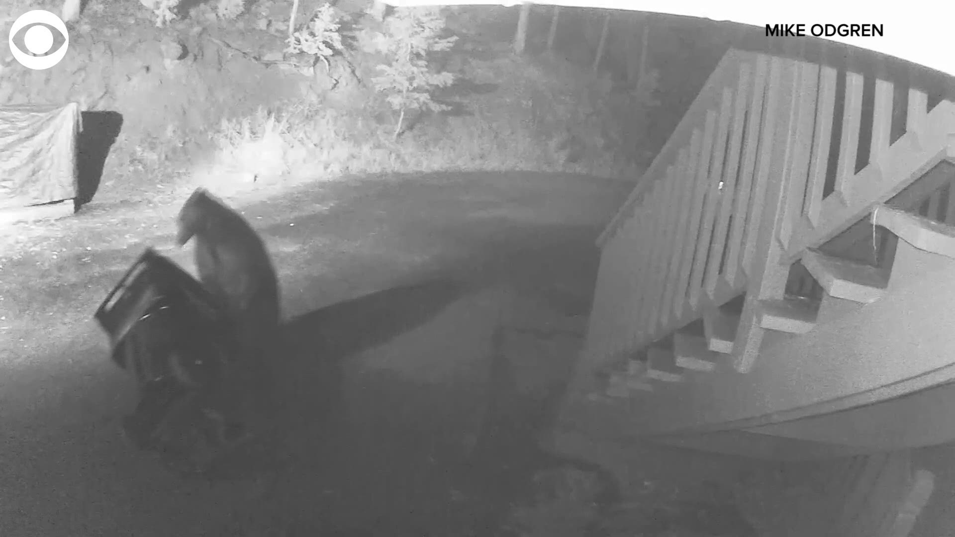 After finding his trash can knocked over, Mike Odgren in Colorado checked his security footage and was surprised to see who the culprit was.  A bear had attempted to dig into his trash, but the owner has locks on the bins to try to stop bears and other animals from getting into the garbage.