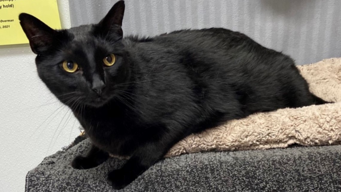 Adopt Bruce Wayne from SPCA of the Triad - Vimarsana News
