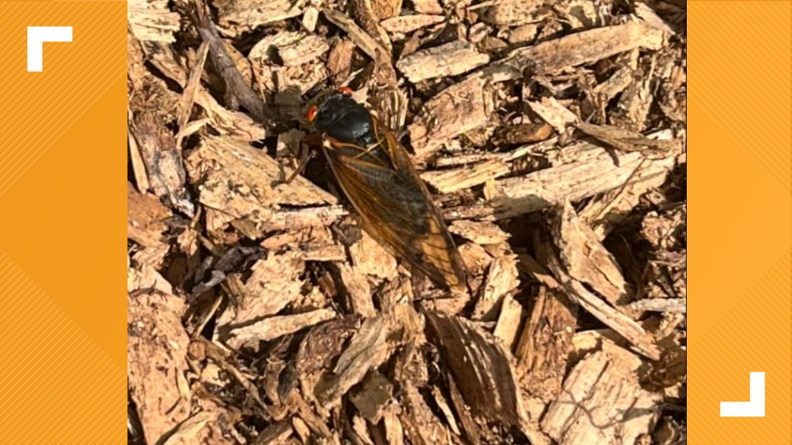 Millions of cicadas to make their way to North Carolina - Vimarsana News