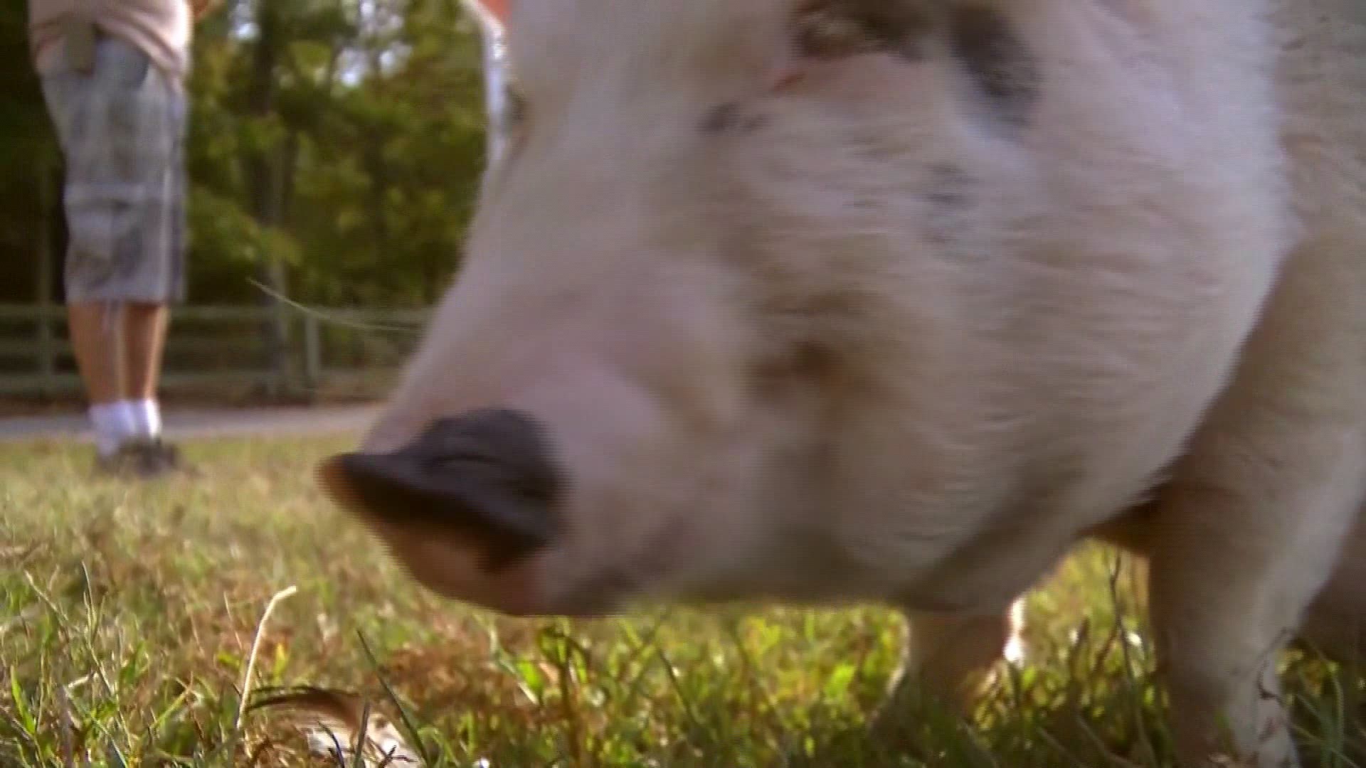 Blind Spot Animal Sanctuary in Rougemont, NC says they're at capacity and can no longer take in new pigs. Other shelters say they've had a pig uptick as well.