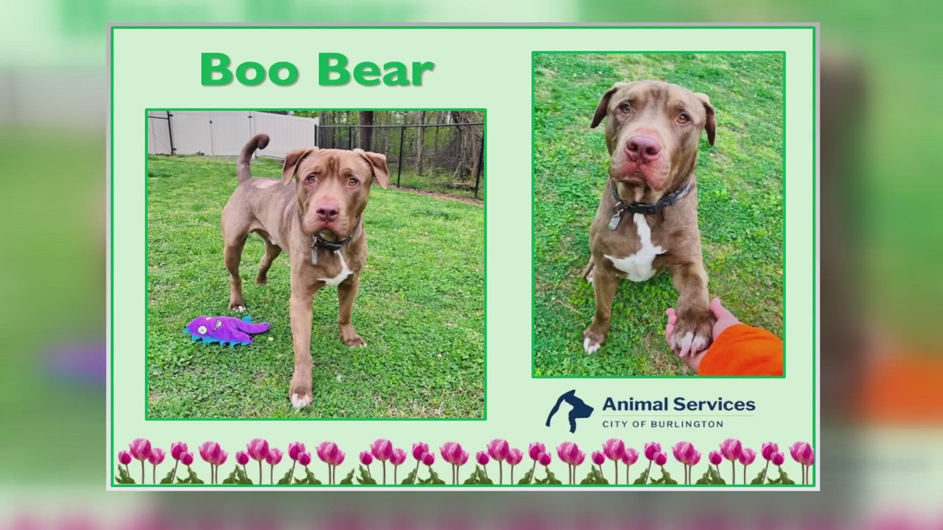 Let's get Boo Bear adopted!