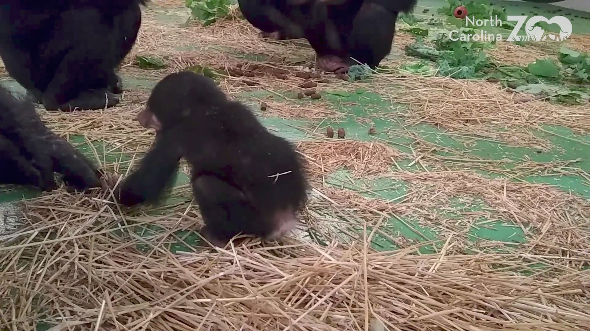 Baby Obi is on the move at the North Carolina Zoo!