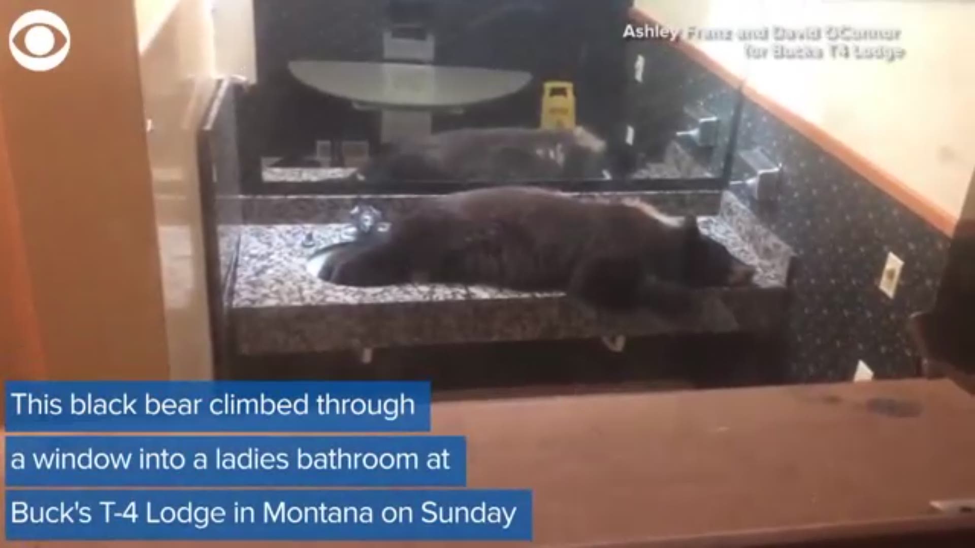 A black bear found a really comfortable place to take a nap - in a hotel lobby bathroom in Montana.