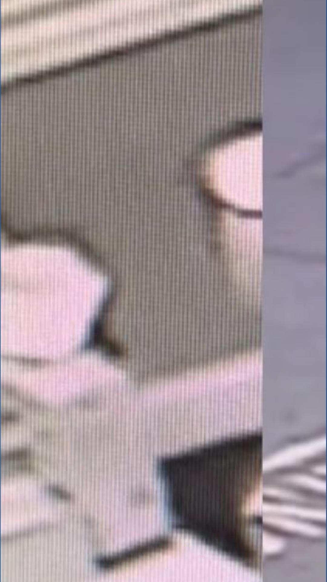 Lexington man, woman charged with animal cruelty following viral video ...