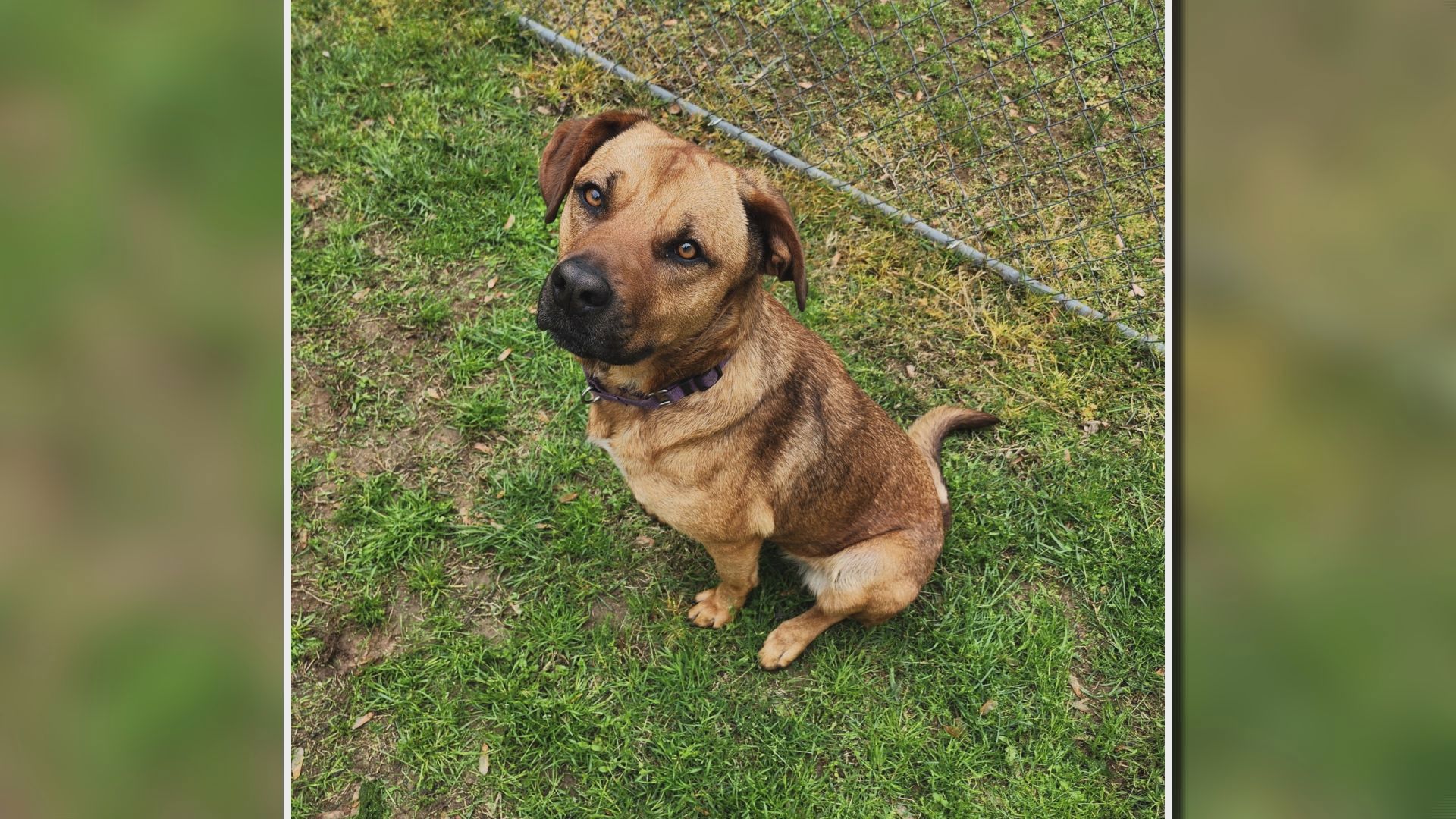 Let's get Sasha adopted!