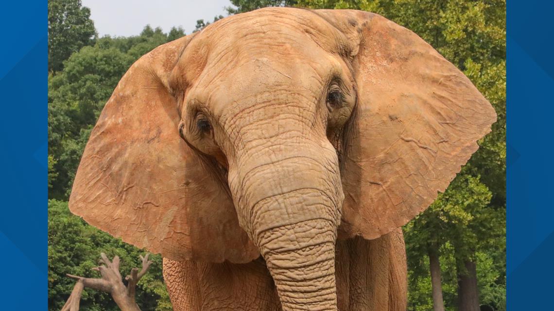 Oakland Zoo's last female elephant moved to new herd in Tennessee