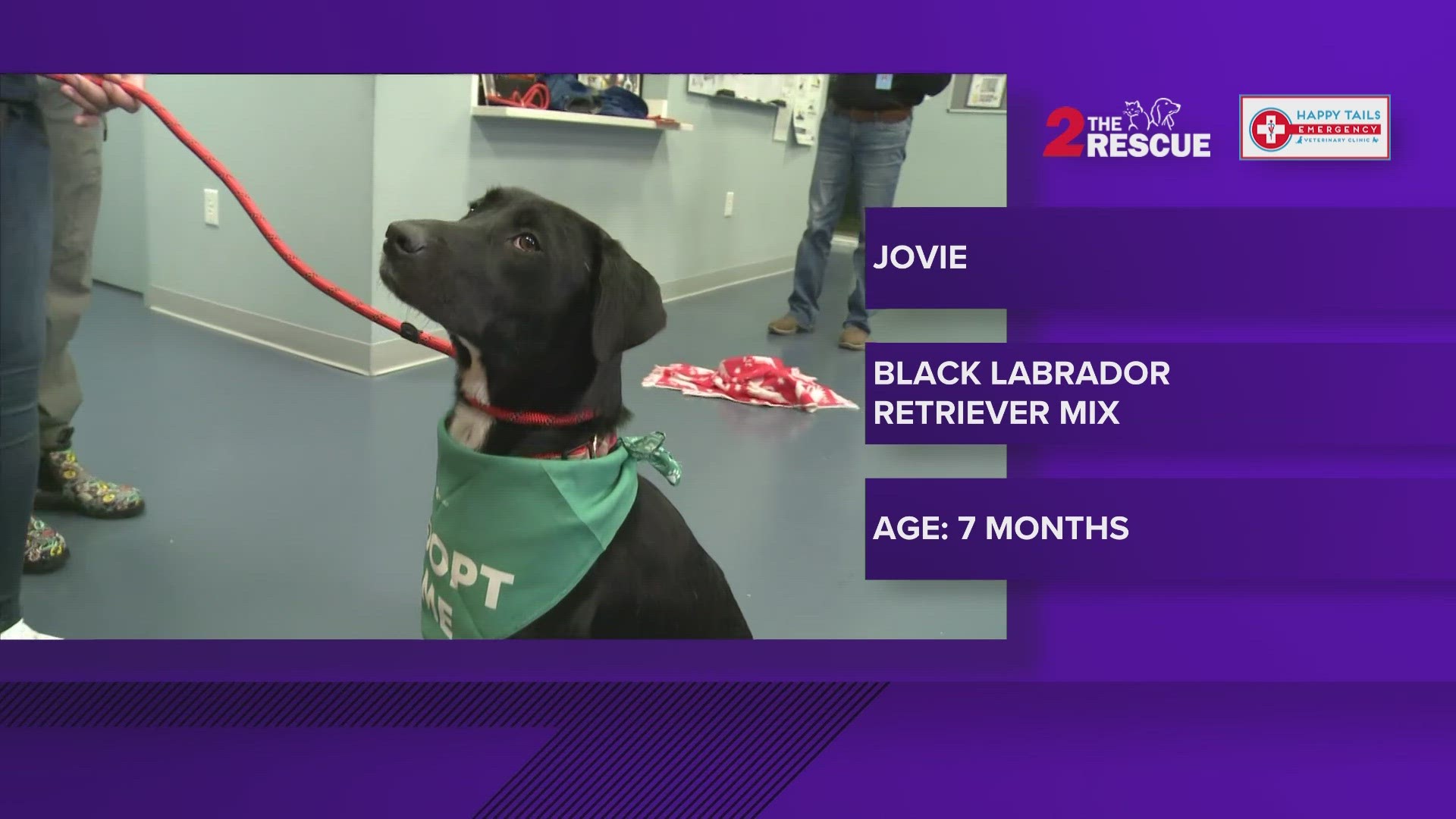 Jovie is a seven-month-old Black Labrador Retriever Mix who enjoys affection and long walks.
