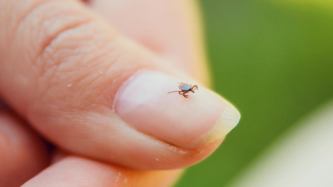 Got fleas? How to keep them off your pet & out of your house