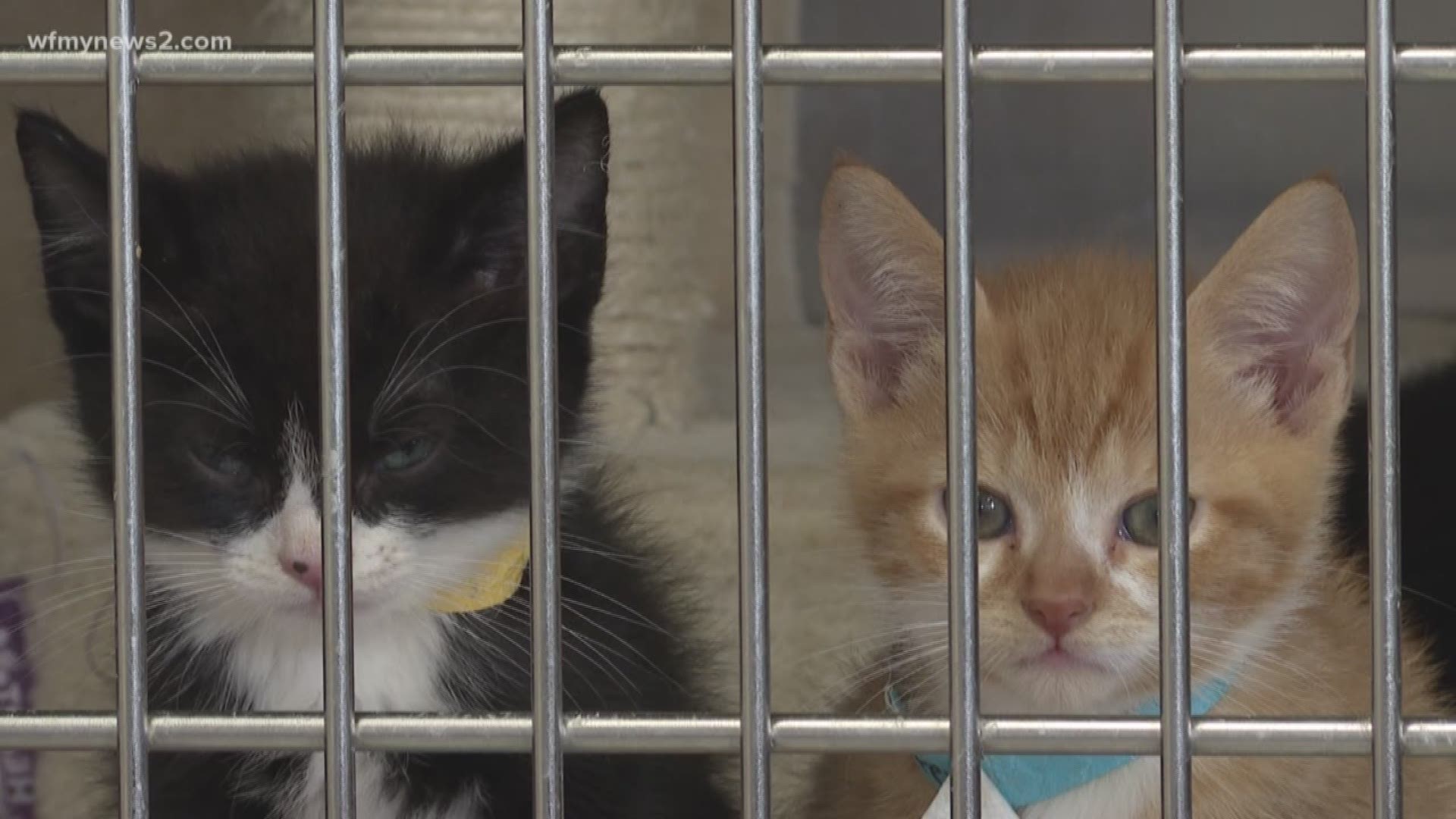 You ask; we VERIFY. Dogs rule, and cats drool? Not necessarily. A viewer asked if cats have as many health benefits as dogs. The answer might have you running to the shelter to adopt a furry feline.
