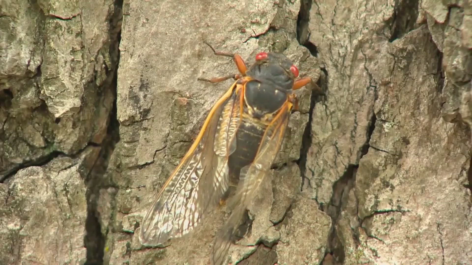 WFMY News 2 Digs in 2 everything you need to know ahead of 2024 cicada emergence.