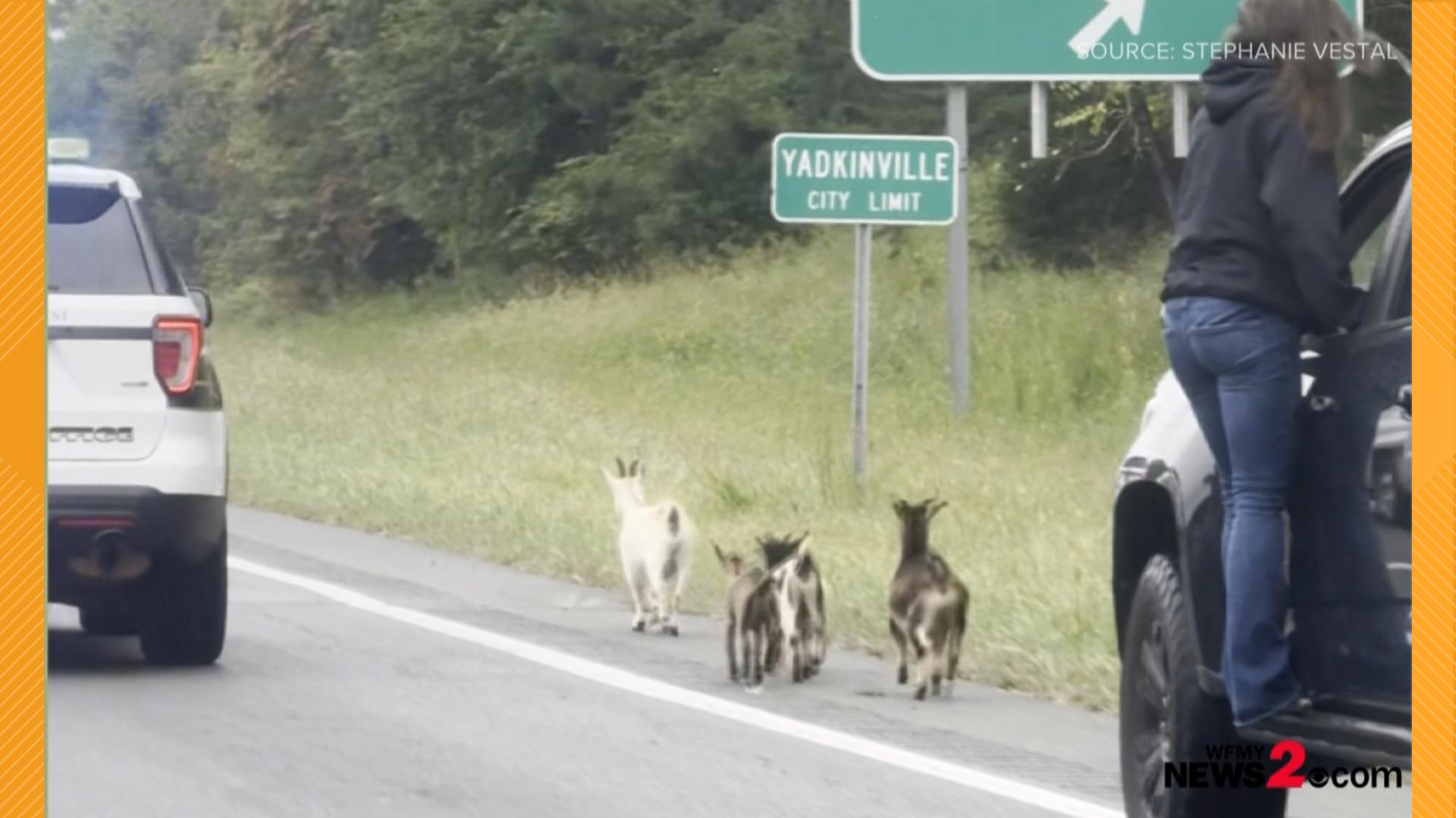 This herd was making their way into Yadkinville as their handlers chased after them.