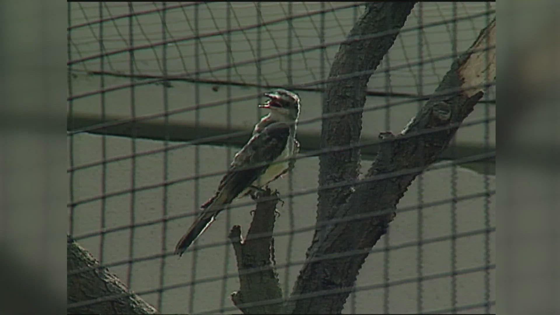 At the time, it was the zoo's first new major exhibit in almost a decade.