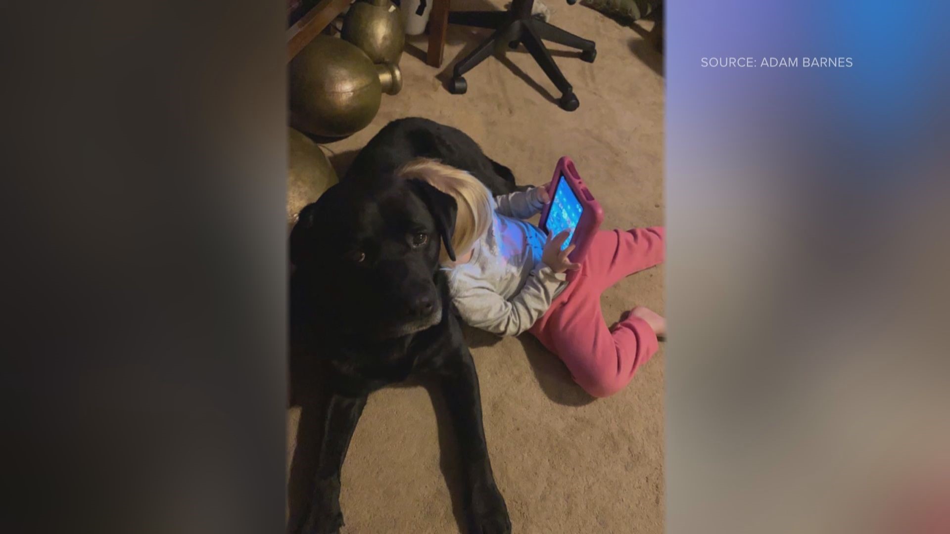 High Point police said a black lab charged at the officer, and was shot and killed. The family claims that isn't what happened.