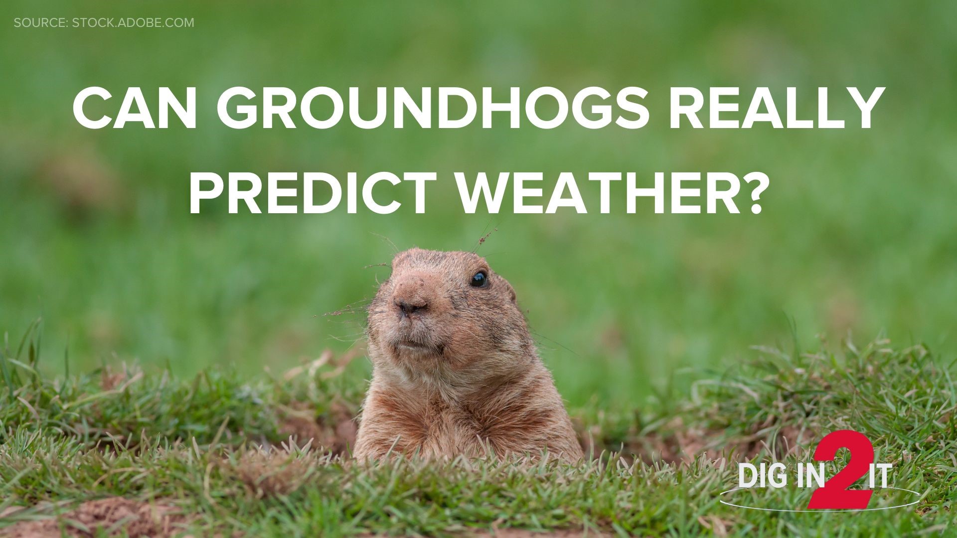 Don't let this rodent's prediction convince you of the future forecast, the NOAA says he's only right half of the time.