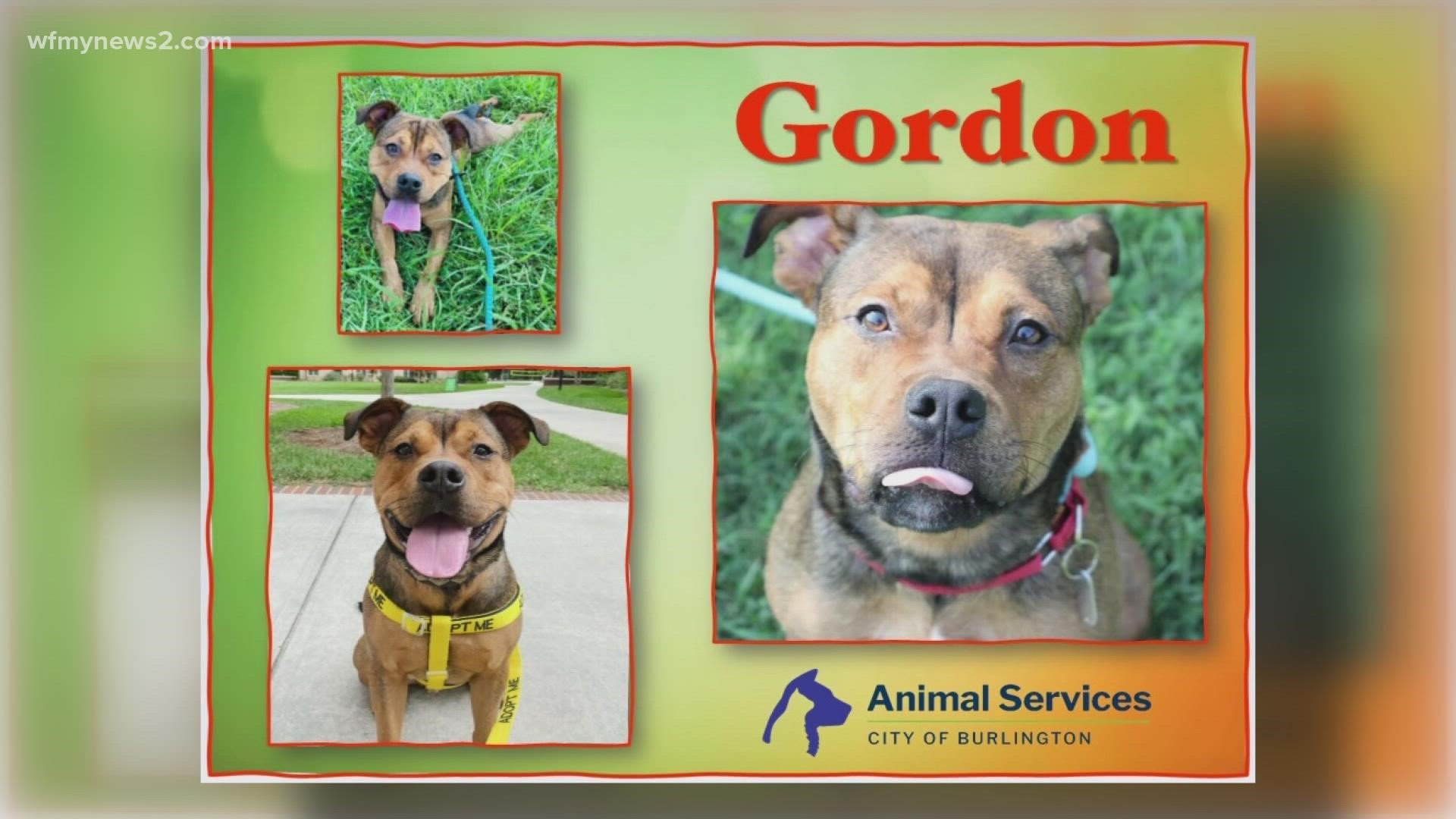 Let's get Gordon adopted!