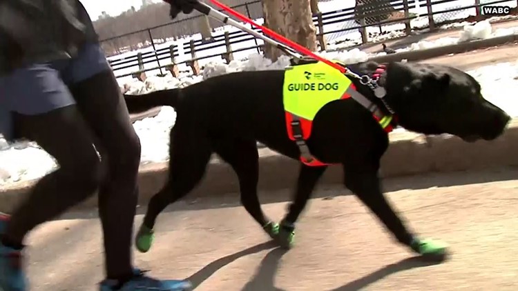 guidedogs,peopldogs,trguide_大山谷图库