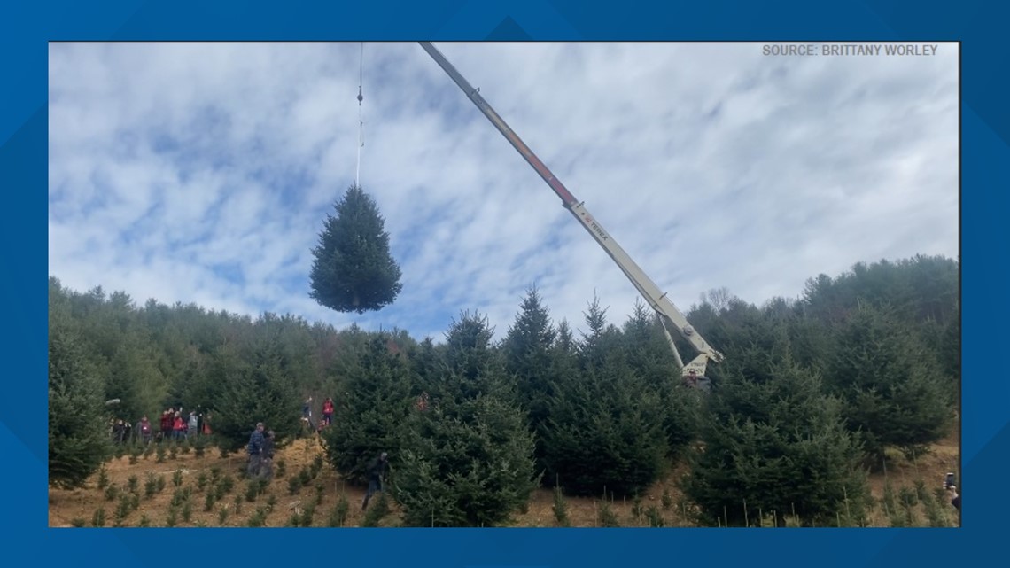 NC Christmas tree is chopped & on it's way to the White House - Vimarsana News