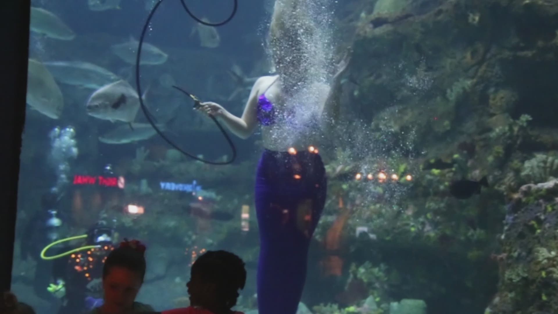 Mermaids Take Over NC Aquarium!