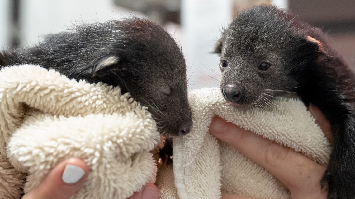 Baby bintlets born at the Greensboro Science Center - Vimarsana News