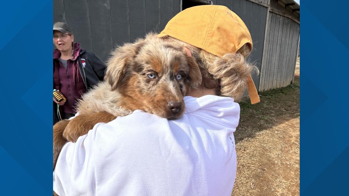 Over 100 dogs rescued from Davidson County puppy mill | wfmynews2.com