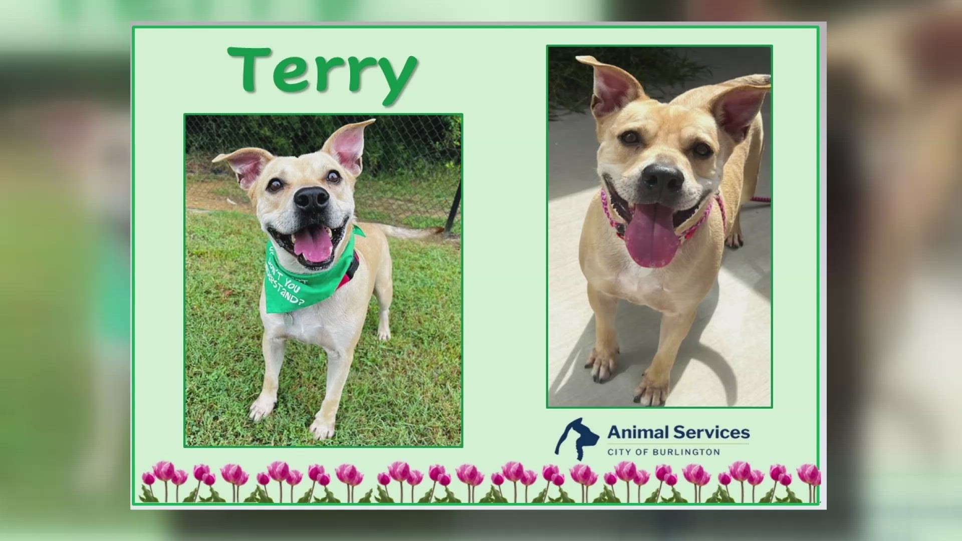 Let's get Terry adopted!