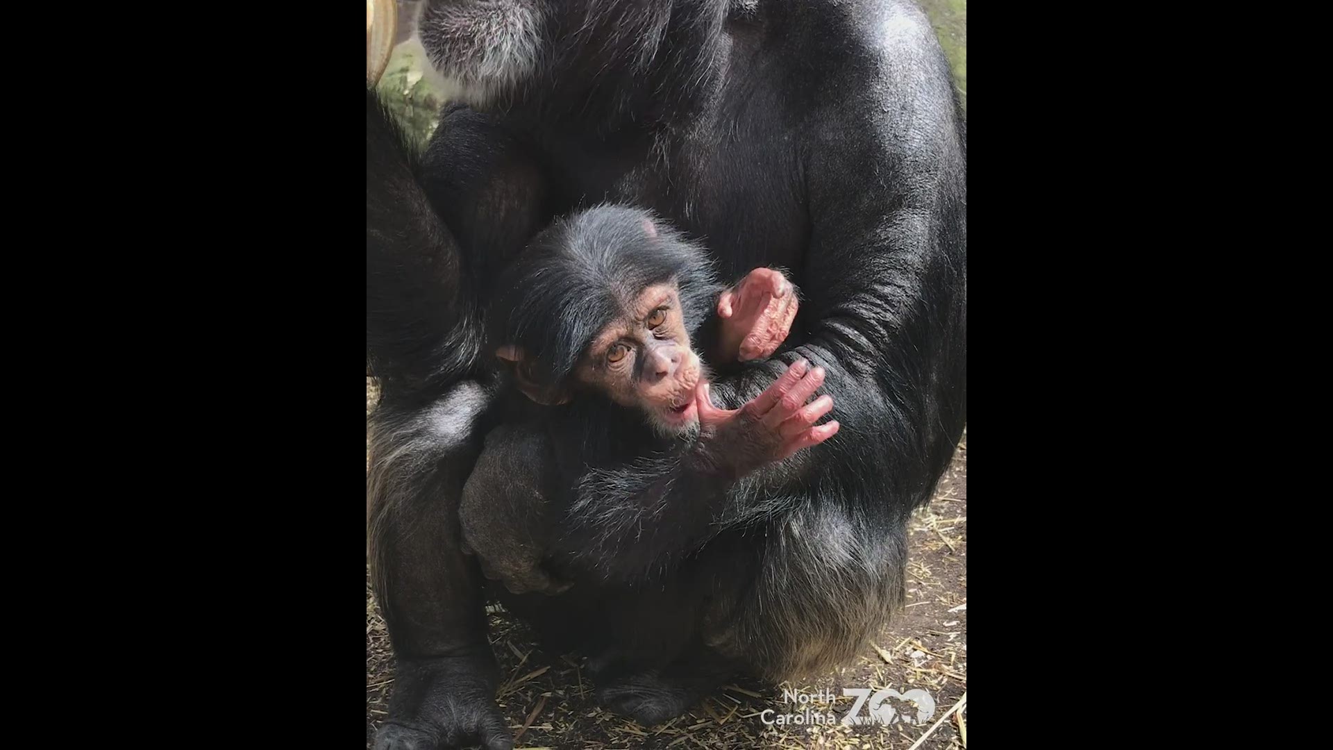 Baby Chimp Asha at the NC Zoo is now 5-months-old!