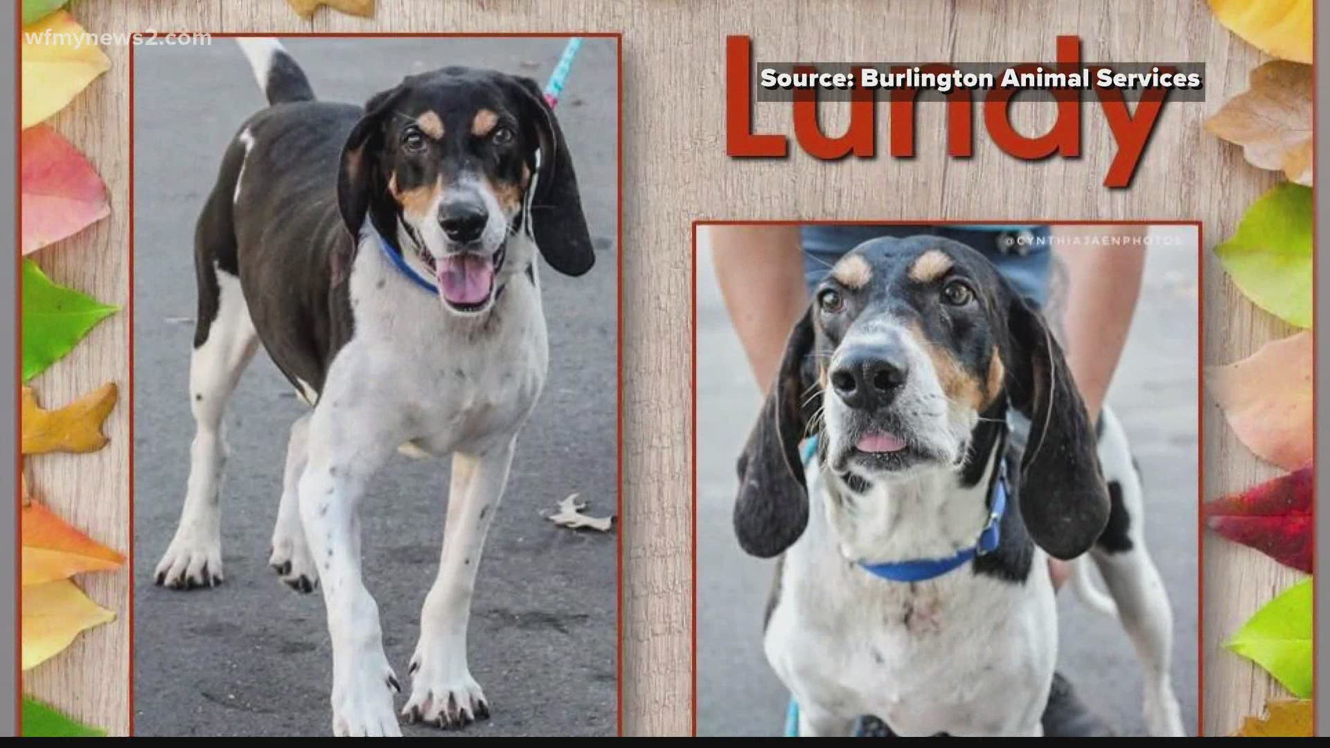 This hound is on the hunt for his forever family!