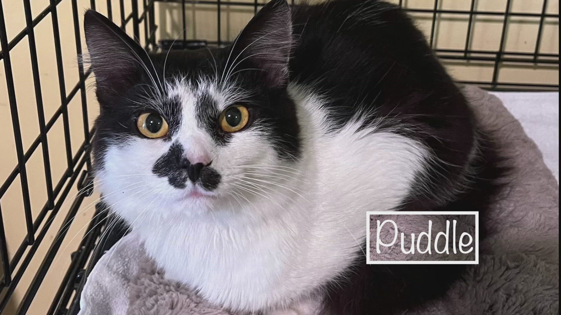 Let's get Puddle adopted!