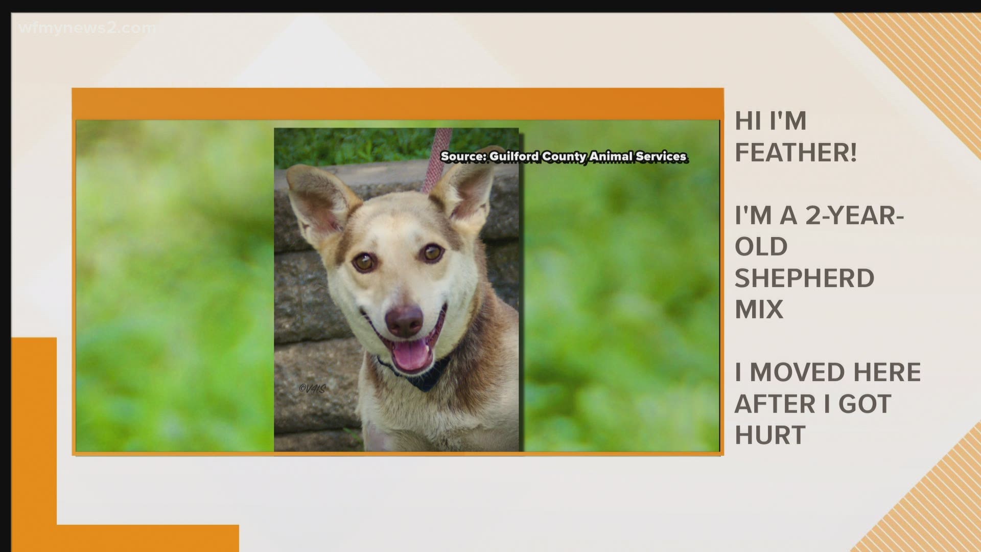 You can meet her at the Guilford County Animal Services.