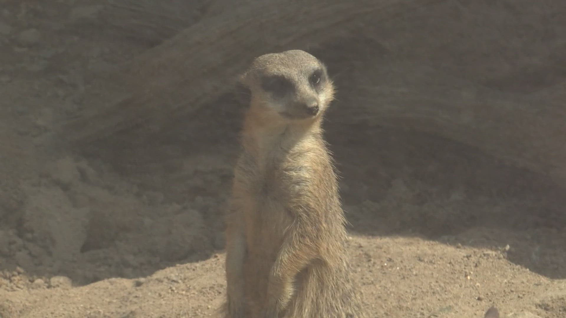 Some of the cutest animals in the world can be found at the Greensboro Science Center. Check out the meerkats!