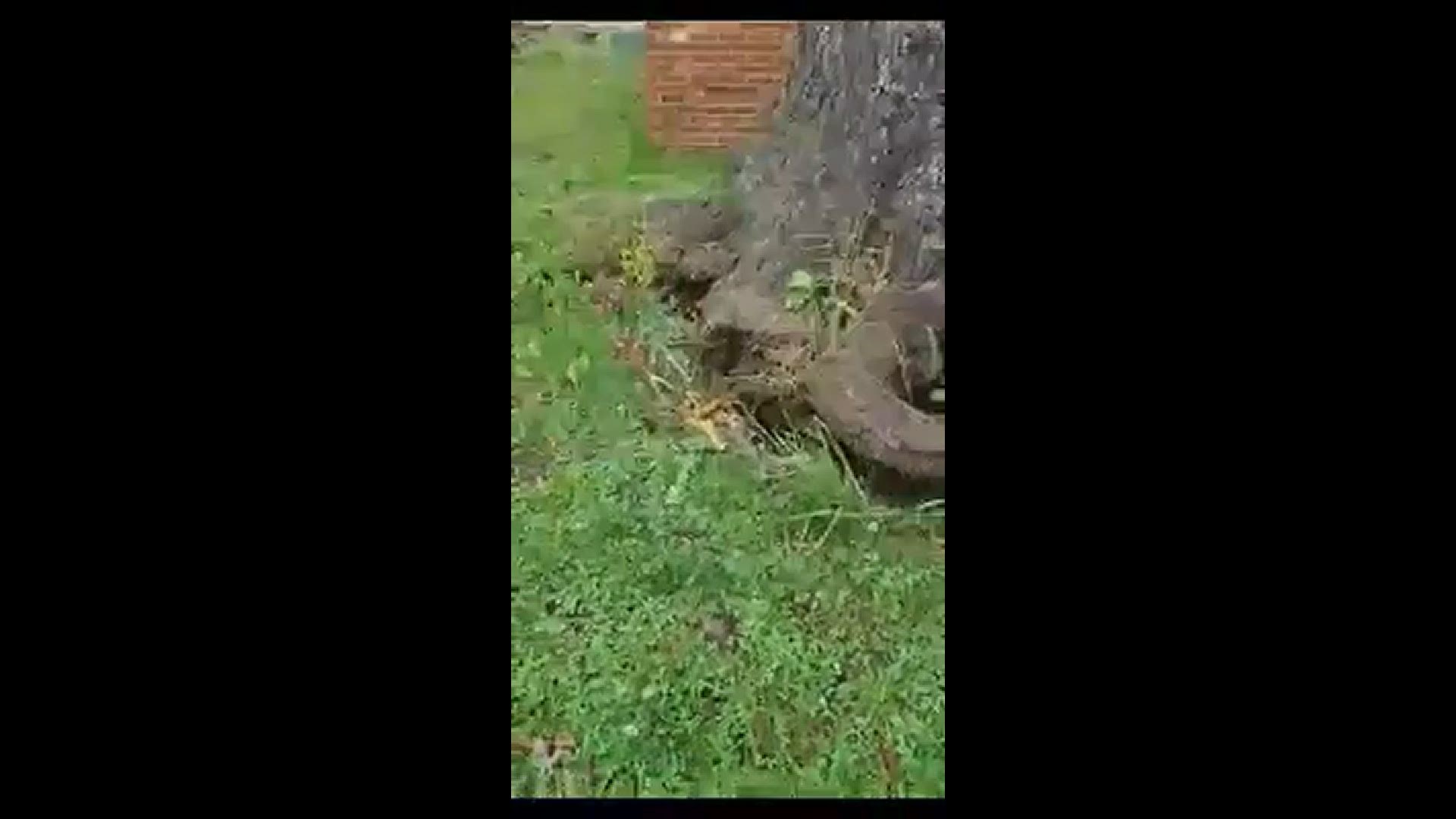 Going...GOING...THERE IT GOES! Strong Zeta winds topple a massive tree onto a home in Summerfield. The family is OK, but the scary moments are nail-biting!