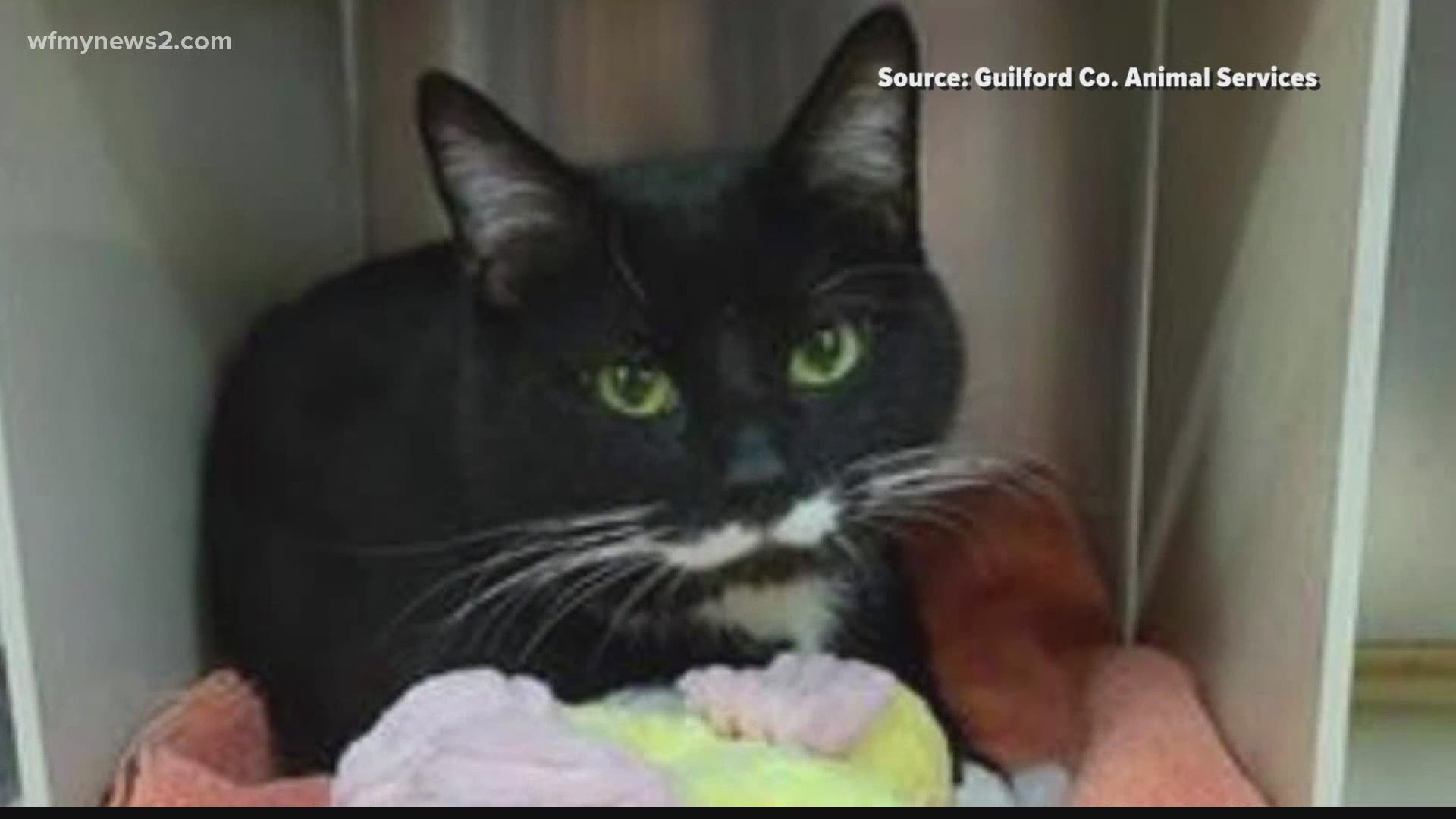 This adorable 3-year-old cat is the Guilford Co. Animal Services longest cat resident. Let’s find him a home!