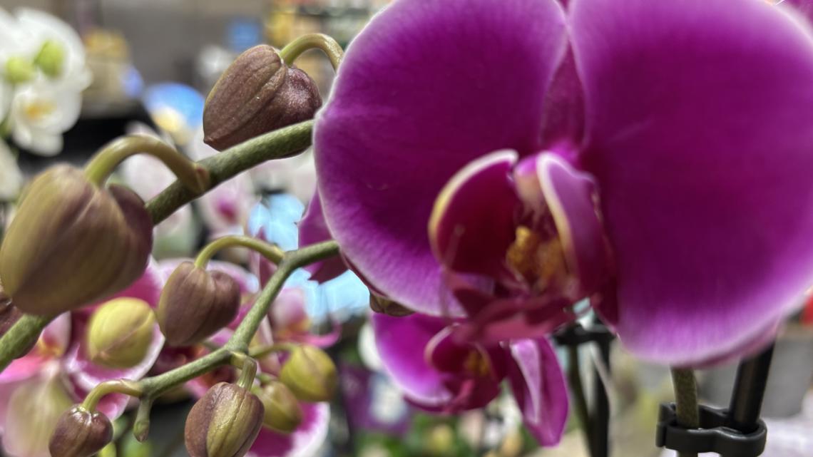 Woman bitten by dog inside flower shop while picking up funeral flowers gets medical bills paid after News 2 investigation