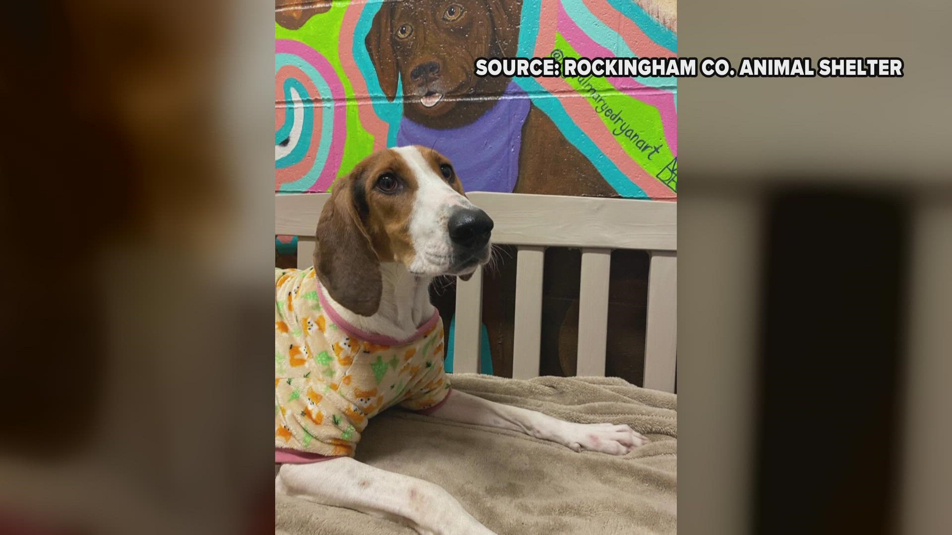 This shy 6-year-old warms up to people just fine! Let's find her forever home!