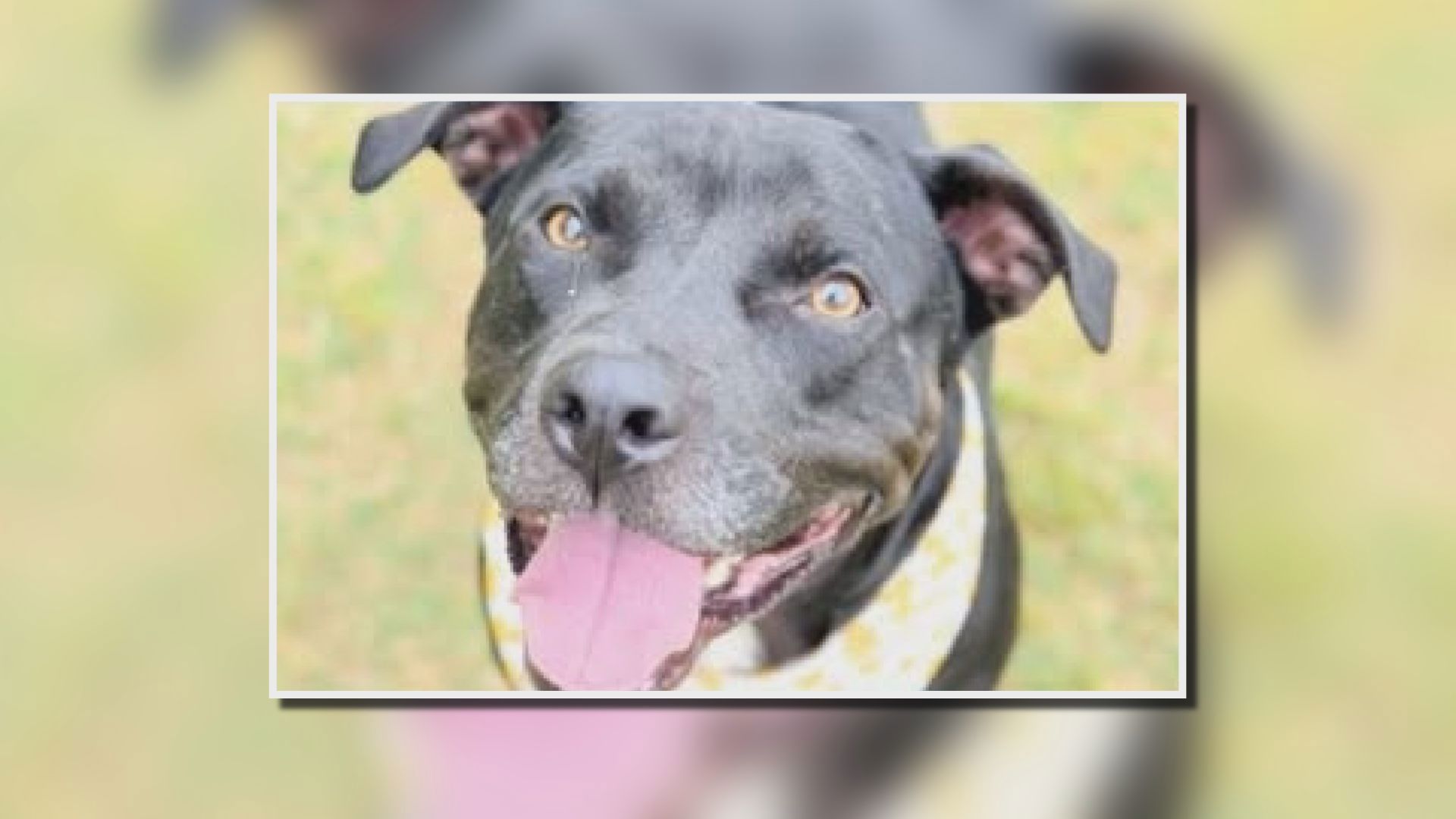 Let's get Fat Boy adopted!
