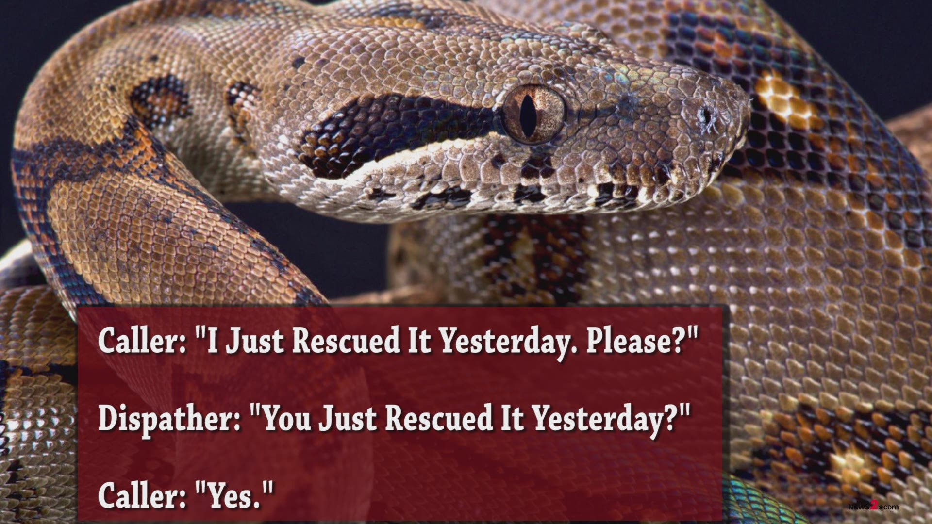 Terrifying Moments: Boa Constrictor 911 Call