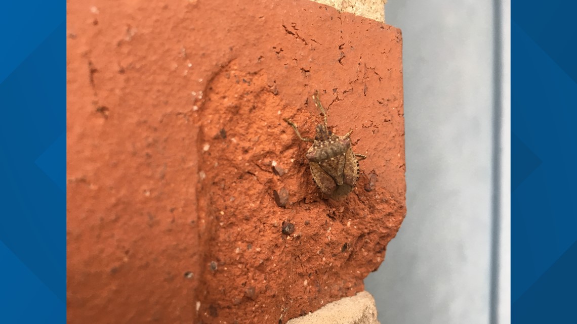 Don't kill it, you won't smell it Stink bugs are everywhere